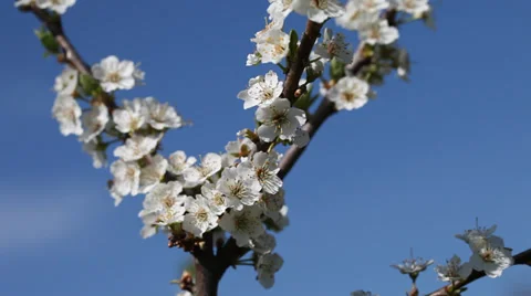 White flowers of plum in nice spring day. Stock Footage 37439004