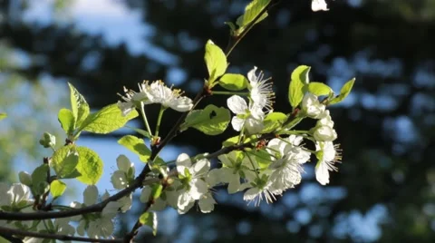 White flowers of a plum tree Stock Footage 51591334