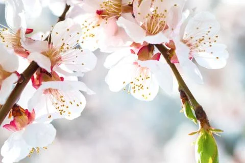 White flowers on plum tree