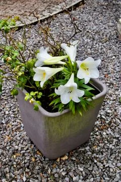 White flowers in pot Stock Photos