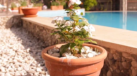 White flowers in a pot, pool Video stock 42133755