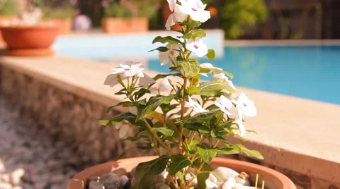 White flowers in a pot, pool Stock Footage 42133850