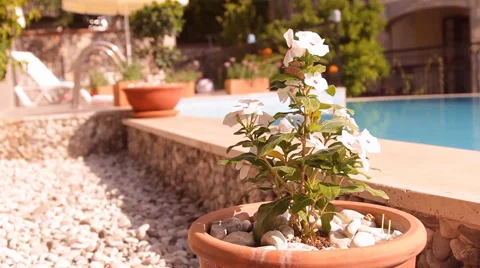 White flowers in a pot, pool Stock Footage 42133932