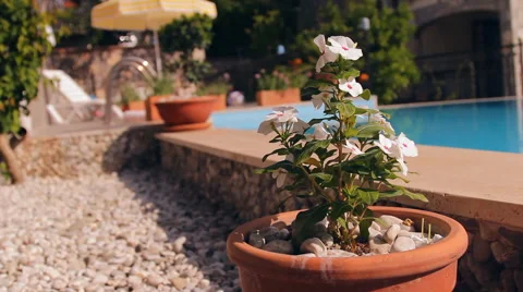 White flowers in a pot, pool Video stock 42134114