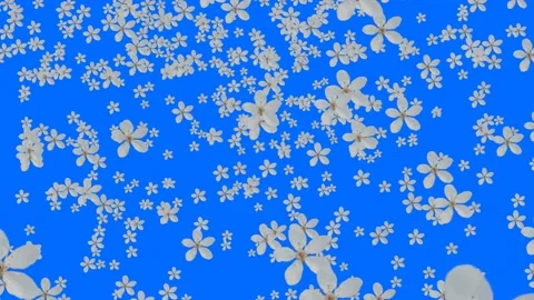 White flowers pouring down on a blue background Stock Footage 189562649