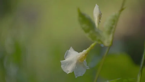 White Flowers in the Rain Vídeo Stock 344995814