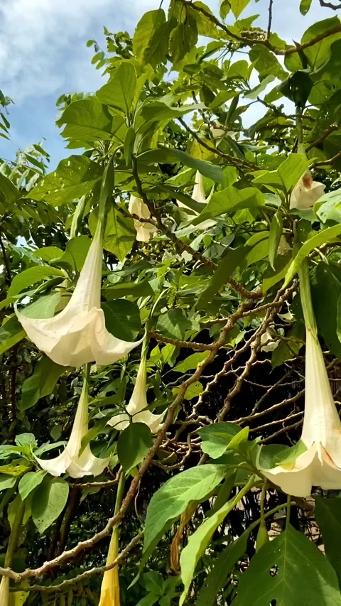 White flowers of Raithia religious Wrightia religiosa tropical tree in Thailand Stockbeeldmateriaal 243172308