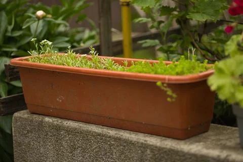 White flowers in a rectangular shaped flower pot outdoors Stock Photos