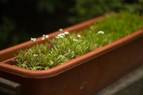 White flowers in a rectangular shaped flower pot outdoors Stock Photos