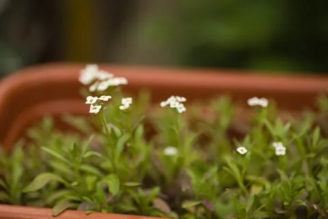 White flowers in a rectangular shaped flower pot outdoors Stock Photos