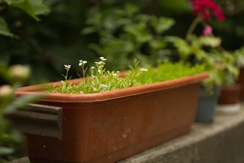 White flowers in a rectangular shaped flower pot outdoors Stock Photos