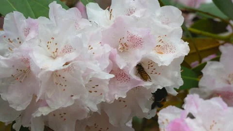 White flowers of rhododendron with bee in spring - close up, windy Stock Footage 155540619