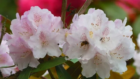 White flowers of rhododendron with bee in spring - close up, windy Stock Footage 155540669