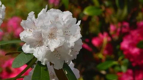 White flowers of rhododendron in spring - close up - wind moves the blossoms Stock Footage 155539836