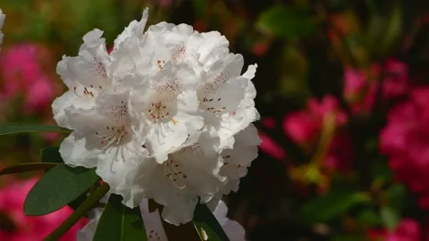 White flowers of rhododendron in spring - close up - wind moves the blossoms Stock Footage 155539874