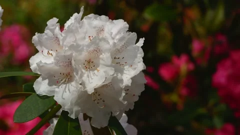 White flowers of rhododendron in spring - close up - wind moves the blossoms Stock Footage 155539905