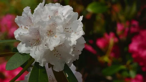 White flowers of rhododendron in spring - close up - wind moves the blossoms Stock Footage 155539946