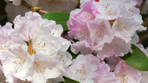 White flowers of rhododendron in spring - close up - wind moves the blossoms Stock Footage 155540712