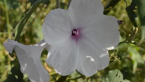 White flowers by the river Video stock 212552041