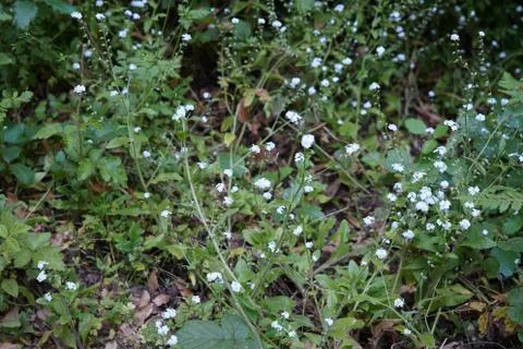 White Flowers By A River Stream Stock Photos