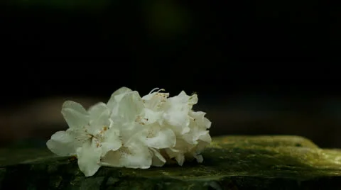 White Flowers on Rock 스톡 동영상 23724654