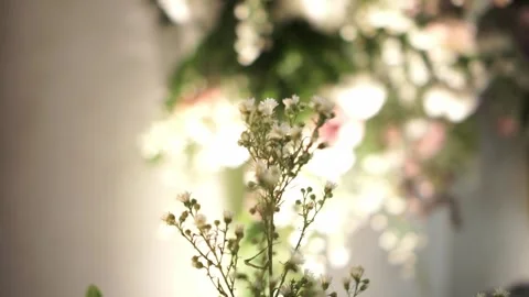 White flowers in the room Stock Footage 321761376
