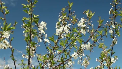 White flowers on sakura branches Stock Footage 76136882