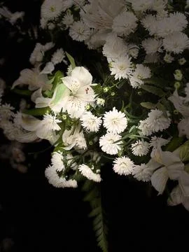 White Flowers in Shadow Stock Photos