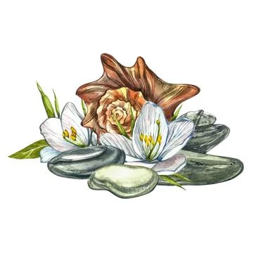 White flowers, shells and spa stones. SPA concept. Watercolor illustrations Stock Illustration