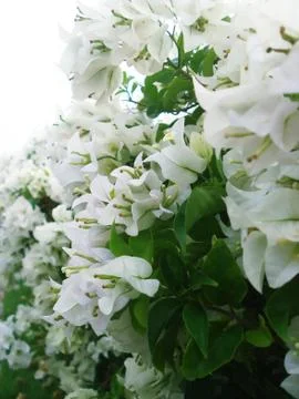 White flowers side view Stock Photos