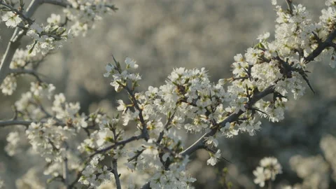 White flowers of sloe fruit tree 4K footage Stock Footage 183290260