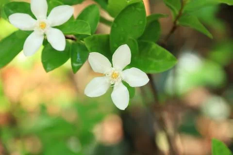 White flowers with the soft background. Stock Photos