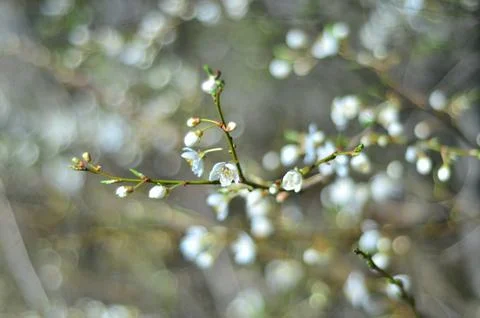 White flowers with a soft background Stock-Fotos