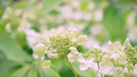 White flowers in soft focus Stock Footage 159327299