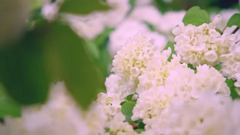 White flowers with soft focus panning to the right Stock Footage 159302998