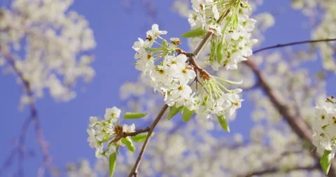 White Flowers Spring Bloom Tree Stock Footage 188659192