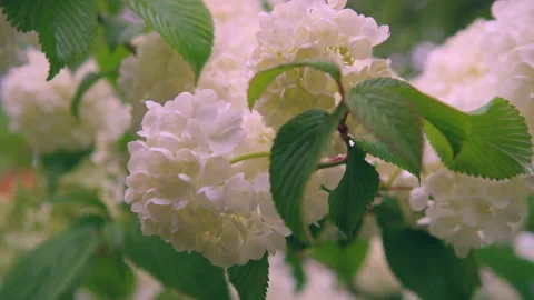 White flowers in spring on bush Stock Footage 159298845