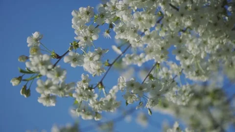 White flowers of the spring cherry fruit tree, Prunus serasus, sway in the Stock Footage 263097504