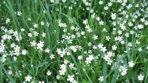 White flowers, spring Stock Footage 130379435