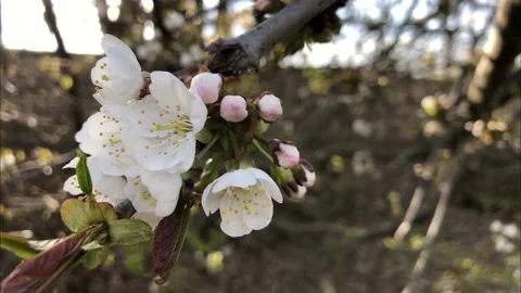White Flowers in Spring Stock Footage 153213063