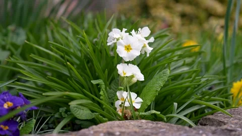 White flowers in Spring Stock Footage 307192167