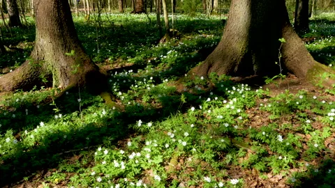 White flowers in the spring forest Stock Footage 197161143
