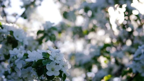 White Flowers in Spring Garden Stock Footage 104411551