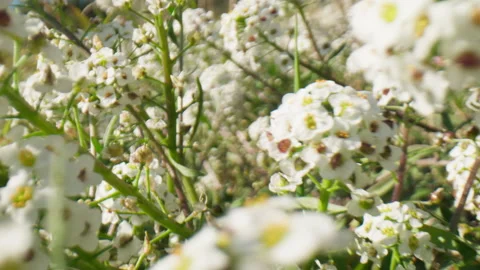The White Flowers On The Spring Grass Stock Footage 268717122