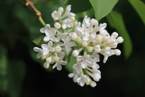 White flowers of spring lilac on expressive contrasting background Stock Photos