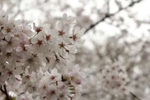 White flowers in spring Stock Photos