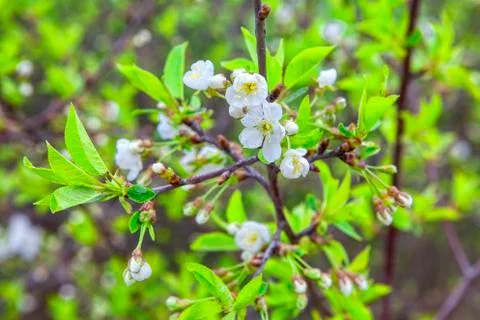 White flowers of spring Stock Photos