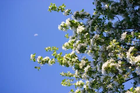 White flowers in spring Stock Photos