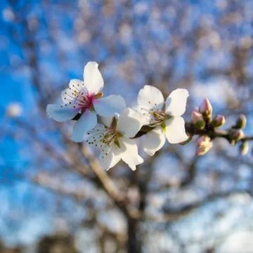 White Flowers in the spring. Stock Photos