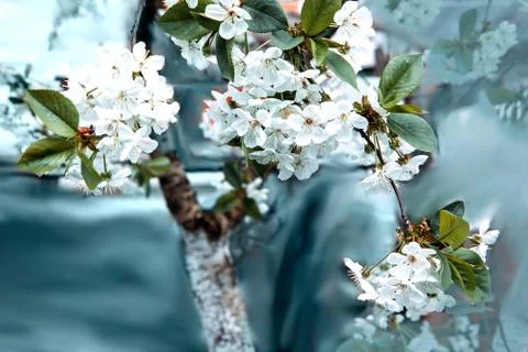 White flowers in the spring. Stock Photos